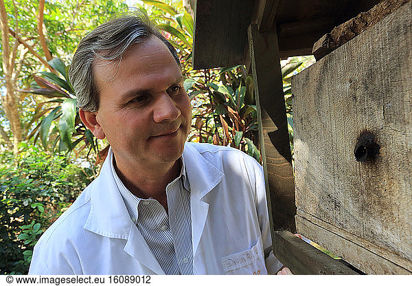 Raphael Calderon in the laboratory of the Cinat studies a piece of brood before carrying out pathological analyses. The Centre of Investigation in to Tropical Apiculture (CINAT) of Costa Rica also develops communications with the general public about the stingless bee  trains beekeepers and proposes analyses of honey and bees at minimum cost to the beekeepers. The tropical world of stingless bees