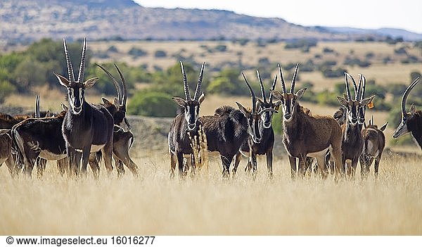 Rappenantilopen (Hippotragus niger) in der Grassteppe  Letsatsi Private Game Reserve  Smithfield  Free State  Südafrika