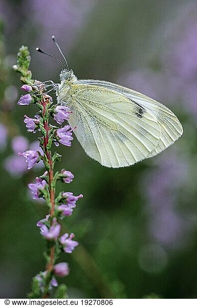 Rapsweißling (Pieris napi)  das Weibchen legt die Eier einzeln ab und verteilt diese über ein großes Areal auf den Futterpflanzen der Raupen (Gruenader-Weissling) (Foto Weibchen auf Besenheide)  Green-veined White  the eggs are laid singly on a wide range of foodplants (Photo female on Common Heather)