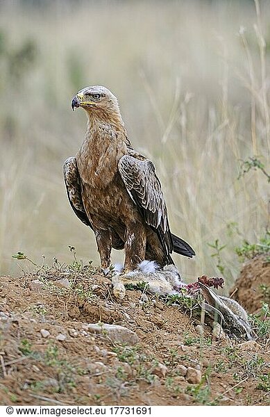 Raptor eagle or tawny eagle (Aquila rapax)  adult bird with beaten rabbit  Masai Mara  Kenya  Africa