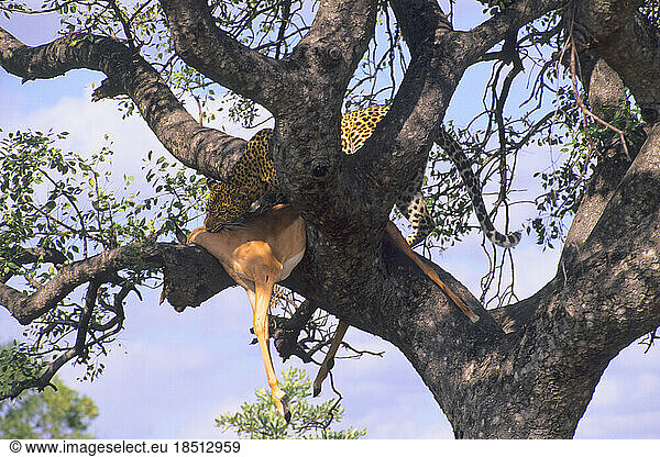 Rare Close-up of Cheetah with Kill up a Tree in Kruger National Park