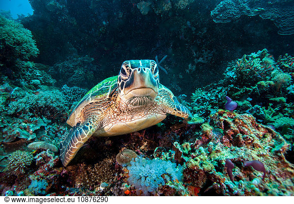 Rare green sea turtle (Chelonia Mydas)  swimming in open ocean  Moalboal  Cebu  Philippines