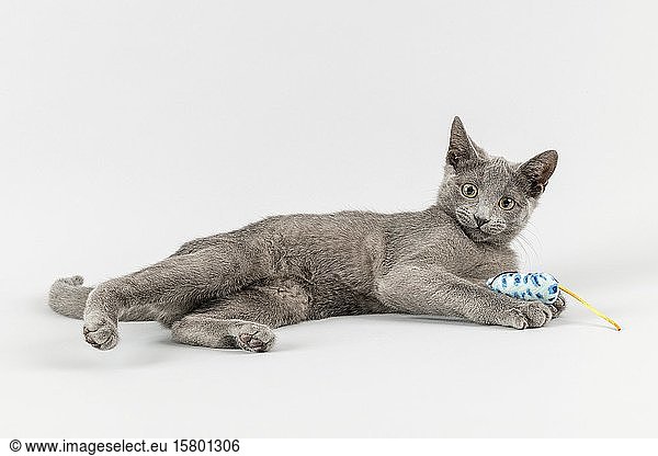 Rassekatze Russisch Blau (Felis silvestris catus)  12 Wochen  Kätzchen  mit Tierspielzeug  hellgrauer Hintergrund  Studioaufnahme  Österreich  Europa