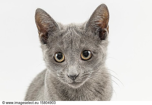 Rassekatze Russisch Blau (Felis silvestris catus)  12 Wochen  Kätzchen  Tierportrait  hellgrauer Hintergrund  Studioaufnahme  Österreich  Europa