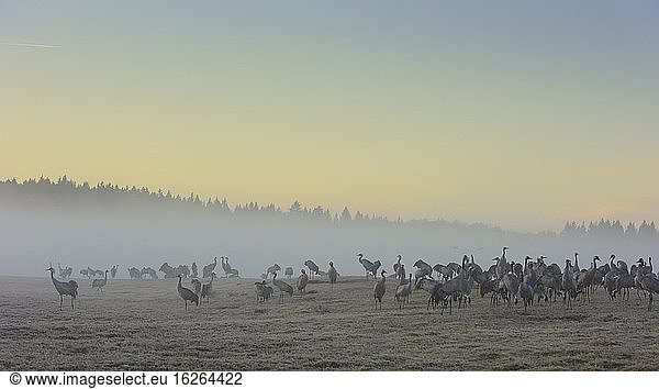 Rastende Kraniche (grus grus) bei Tagesanbruch  Vogelschwarm  Zugvogel  Vogelzug  Balz  Västergötland  Schweden  Europa