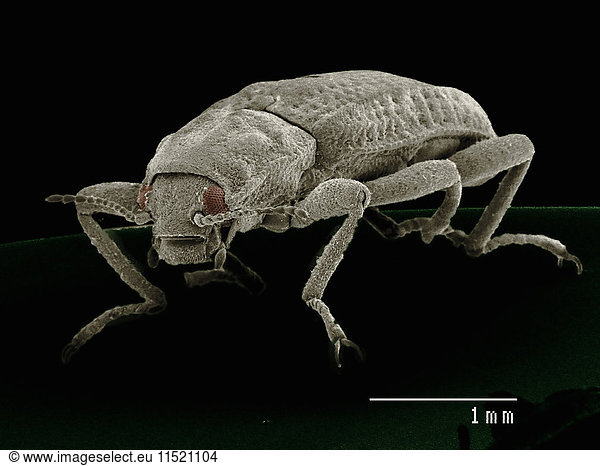 Rasterelektronenmikroskopische Aufnahme eines Riffle-Käfers (Coleoptera: Elmidae)