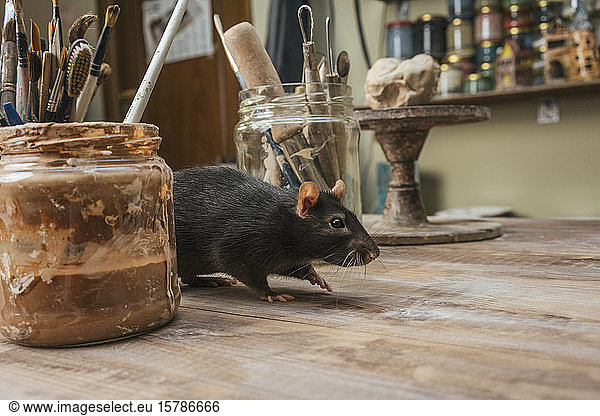 Rat on workbench in a pottery