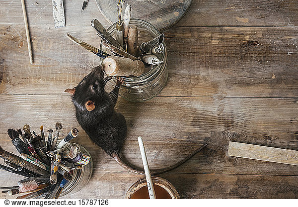 Rat on workbench in a pottery