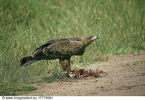 Raubadler (Aquila rapax)  Adler  Greifvögel  Tiere  Vögel  Tawny Eagle feeding