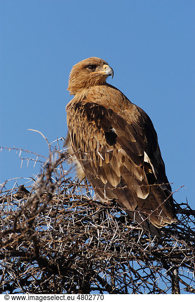 Raubadler oder Savannenadler (Aquila rapax)  Altvogel auf Baum  Etosha  Namibia  Afrika