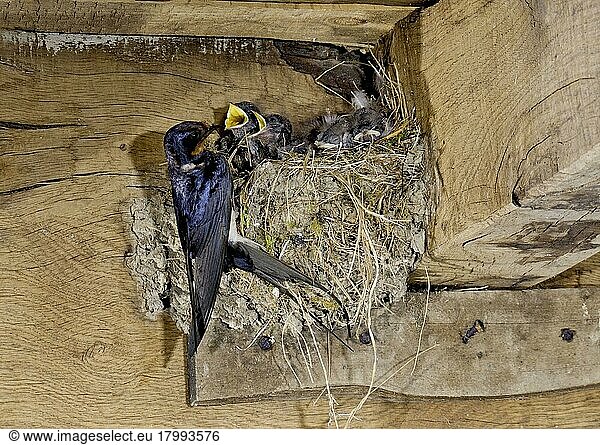 Rauchschwalbe  Rauchschwalben (Hirundo rustica)  Singvögel  Tiere  Vögel  Schwalben  Barn Swallow adult  feeding chicks at nest inside barn  Sussex  England  July