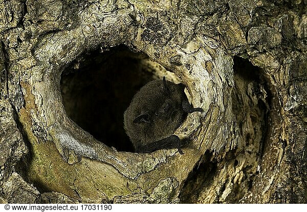 Rauhautfledermaus (Pipistrellus nathusii) am Eingang einer Baumhöhle sitzend  Thüringen  Deutschland  Europa