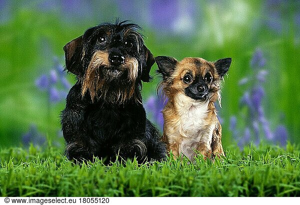 Rauhhaardackel und Chihuahua (Tiere) (Säugetiere) (Haushund) (Haustier) (Heimtier) (außen) (draußen) (frontal) (von vorne) (Wiese) (freundlich) (lächeln) (sitzen) (erwachsen) (Paar) (zwei) (Querformat) (horizontal) Dackel  Teckel