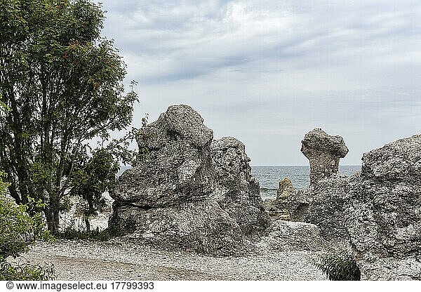 Raukar  Kalksteinsäulen  Felsen an der Küste  Erosion  Folhammar Naturreservat  Insel Gotland  Ostsee  Schweden  Europa