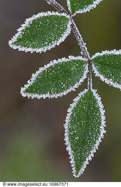 Raureif an einem Blatt  Eiskristalle  Frost  Winter  Goldenstedter Moor  Niedersachsen  Deutschland  Europa
