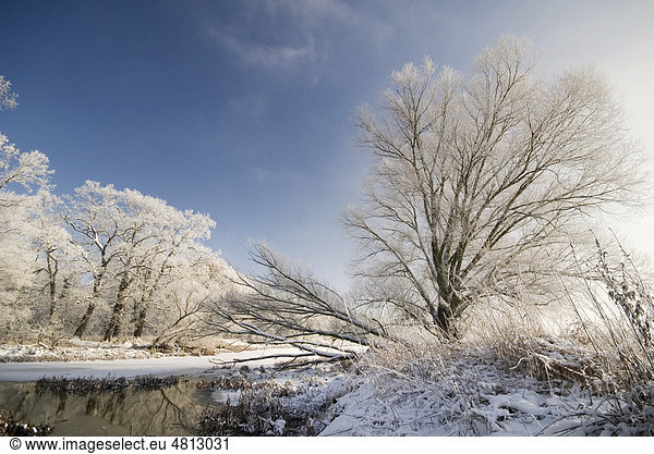 Raureif auf Bäumen im Winter in der Elbaue  Sachsen-Anhalt  Deutschland  Europa