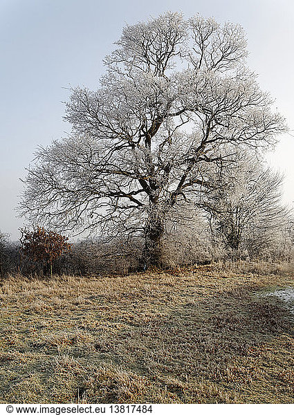Raureif auf Baum  Sutton  Suffolk  England