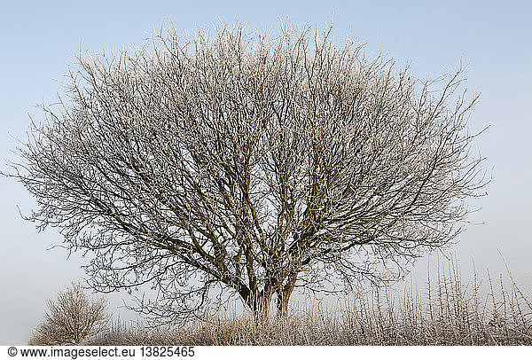 Raureif auf Baum  Sutton  Suffolk  England