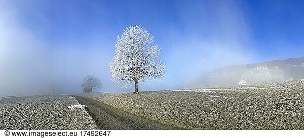 Raureif bei abziehendem Nebel  Linde im Winter als Solitärbaum  Wisenberg  Wisen  Solothurn  Schweiz  Europa