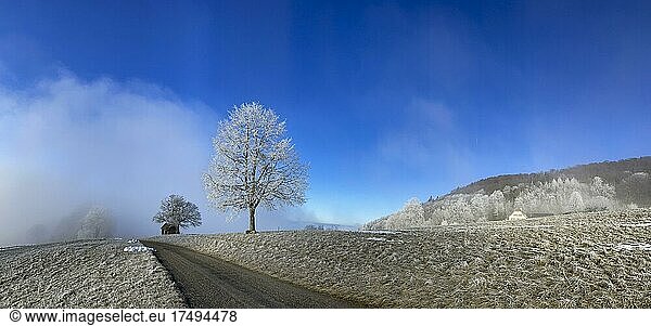 Raureif bei abziehendem Nebel  Linde im Winter als Solitärbaum  Wisenberg  Wisen  Solothurn  Schweiz  Europa