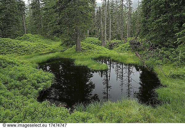 Rauriser primeval forest  moor ponds  Hohe Tauern National Park  Hüttwinkltal  Kolm-Saigurn  Raurisertal  Pinzgau  Salzburger Land  Austria  Europe