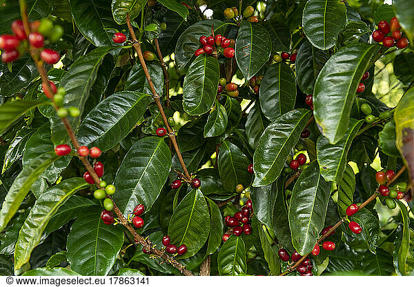 Raw arabica coffee beans in coffee plantation  Chiriqui  Panama