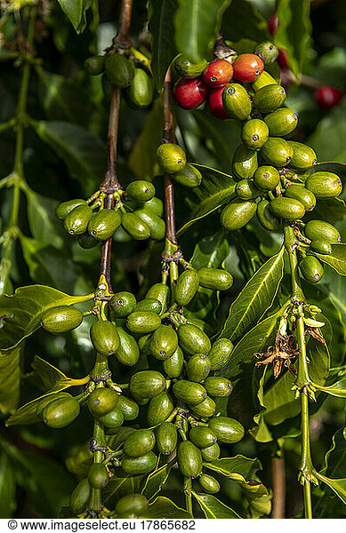 Raw arabica coffee beans in coffee plantation  Chiriqui  Panama