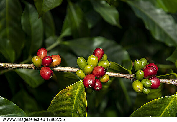 Raw arabica coffee berries in coffee plantation  Chiriqui  Panama