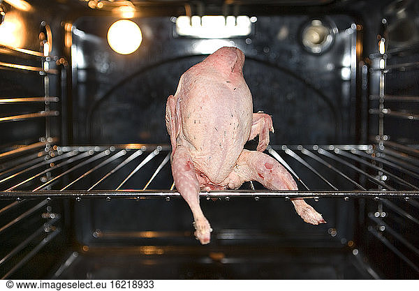 Raw quail in oven  elevated view