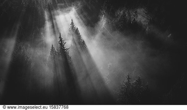 Rays of sun cutting lines in the morning fog