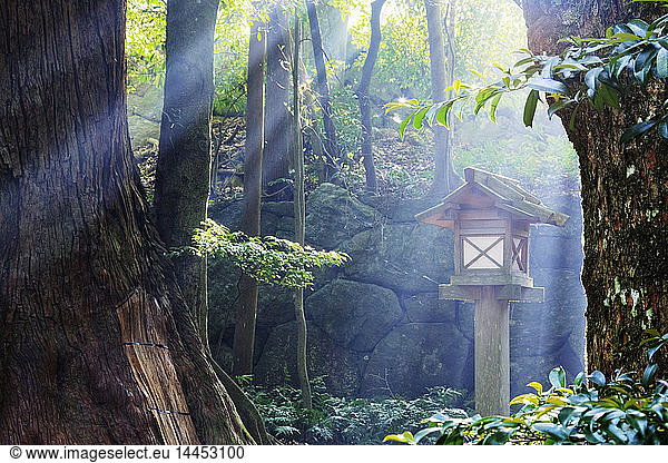 Rays of Sunlight Shining through a Japanese Forest