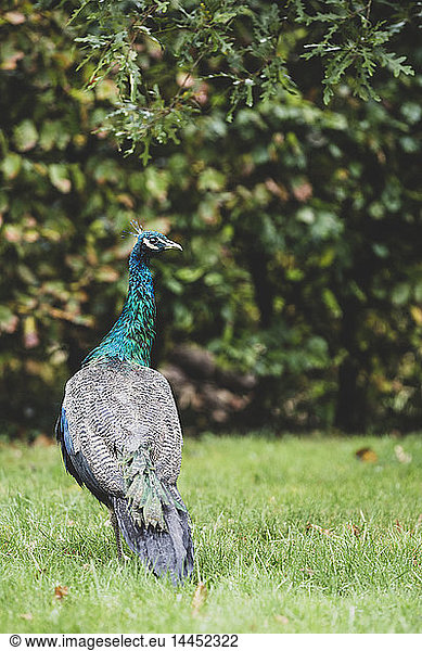 Rear view close up of male peacock on a lawn.