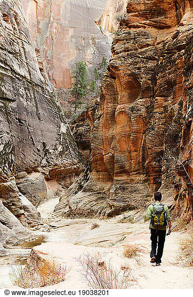 Rear view of a female hiker in a canyon in Zion National Park  Utah.