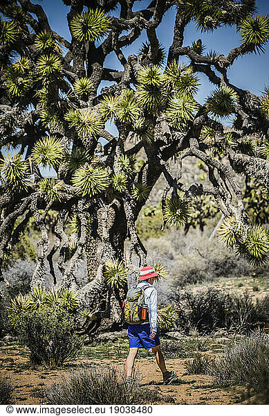 Rear view of a female hiker walking through scenic Joshua Tree National Park.