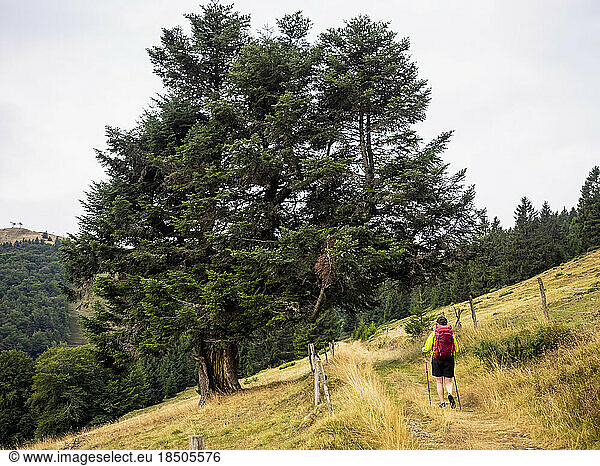 Rear View of a women seen hiking across pine trees on meadow at Auberge du Steinlebach  France