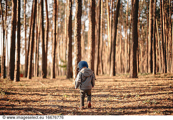 Rear view of baby boy walking in forest during sunny day in autumn