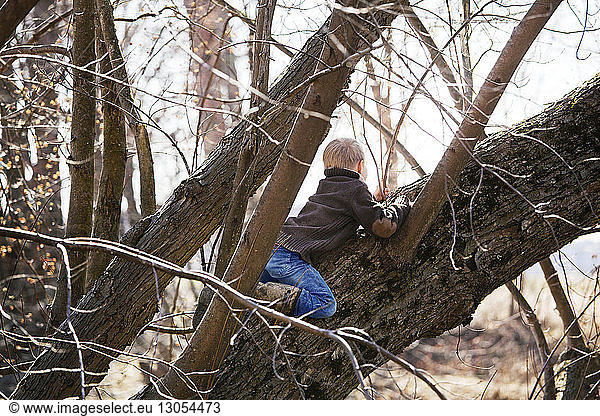 Rear view of boy sitting on tree trunk