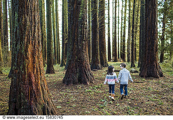 Rear view of cute kids walking through the forest.
