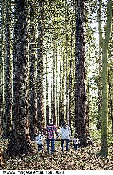 Rear view of family walking through the forest.