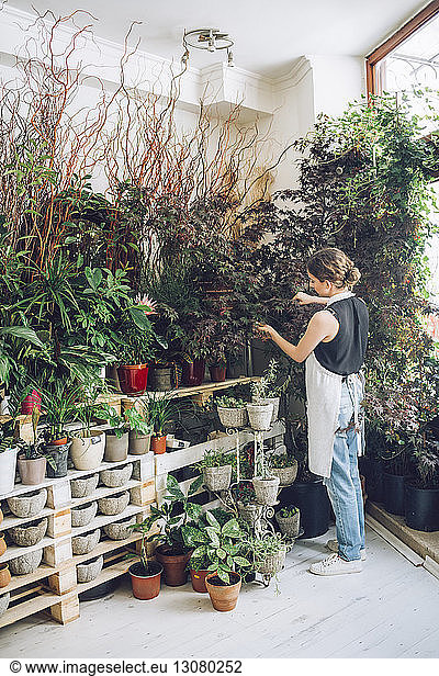 Rear view of florist examining potted plants at flower shop