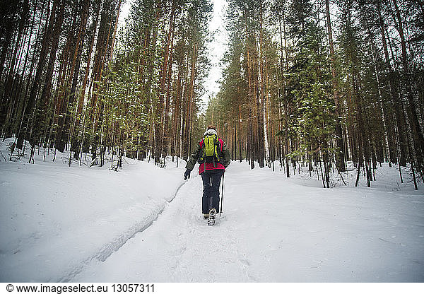 Rear view of hiker with backpack walking in forest during winter