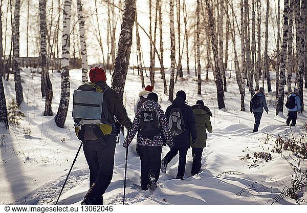 Rear view of hikers waking in snow covered forest