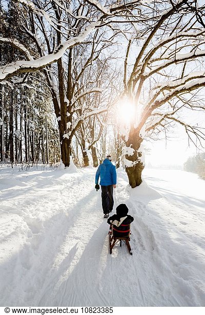 Rear view of man pulling toddler daughter on sledge in snow covered woods  Berg  Bavaria  Germany