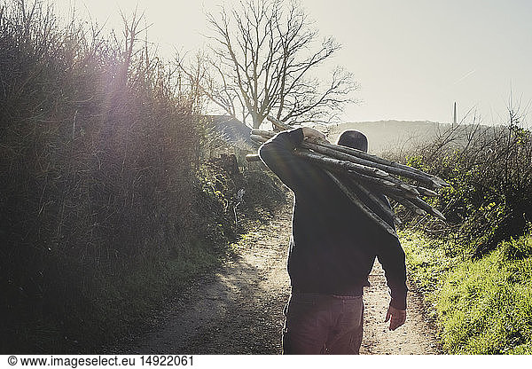 Rear view of man walking down rural path  carrying bunch of wooden pleachers used in traditional hedge building.