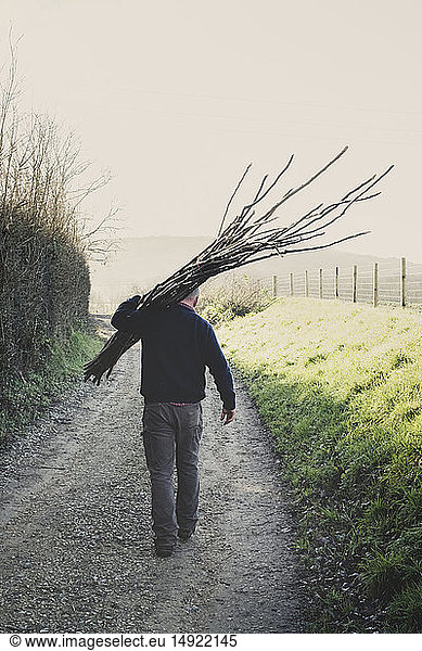 Rear view of man walking down rural path  carrying bunch of wooden pleachers used in traditional hedge building.