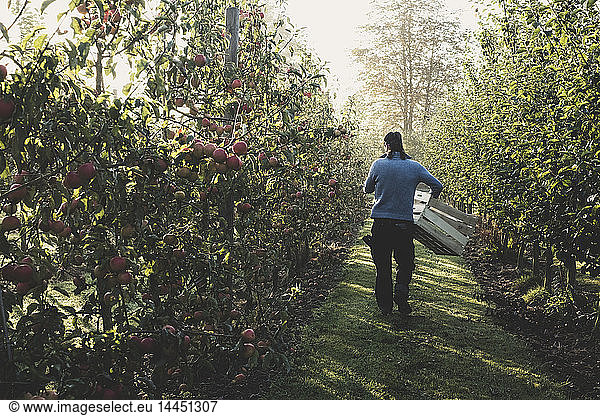 Rear view of man walking in apple orchard  carrying wooden crates. Apple harvest in autumn.