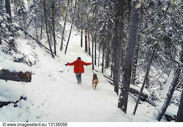 Rear view of man with Golden Retriever walking on snow covered field in forest