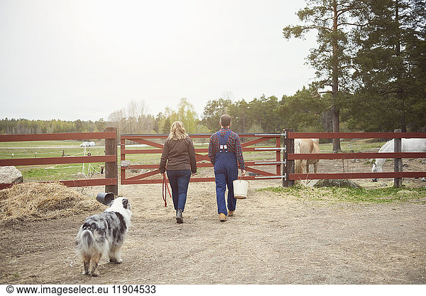 Rear view of mature couple walking towards gate in farm
