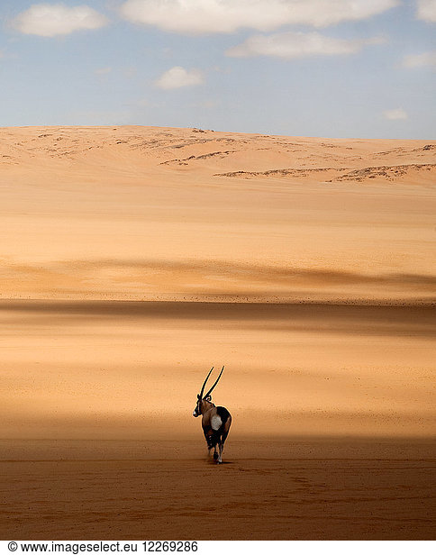 Rear view of oryx standing in the African desert.