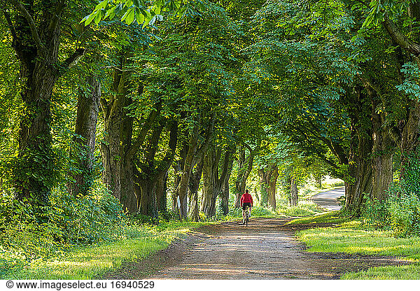 Rear view of person cycling through avenue of horse chestnut trees  Gloucestershire  UK.